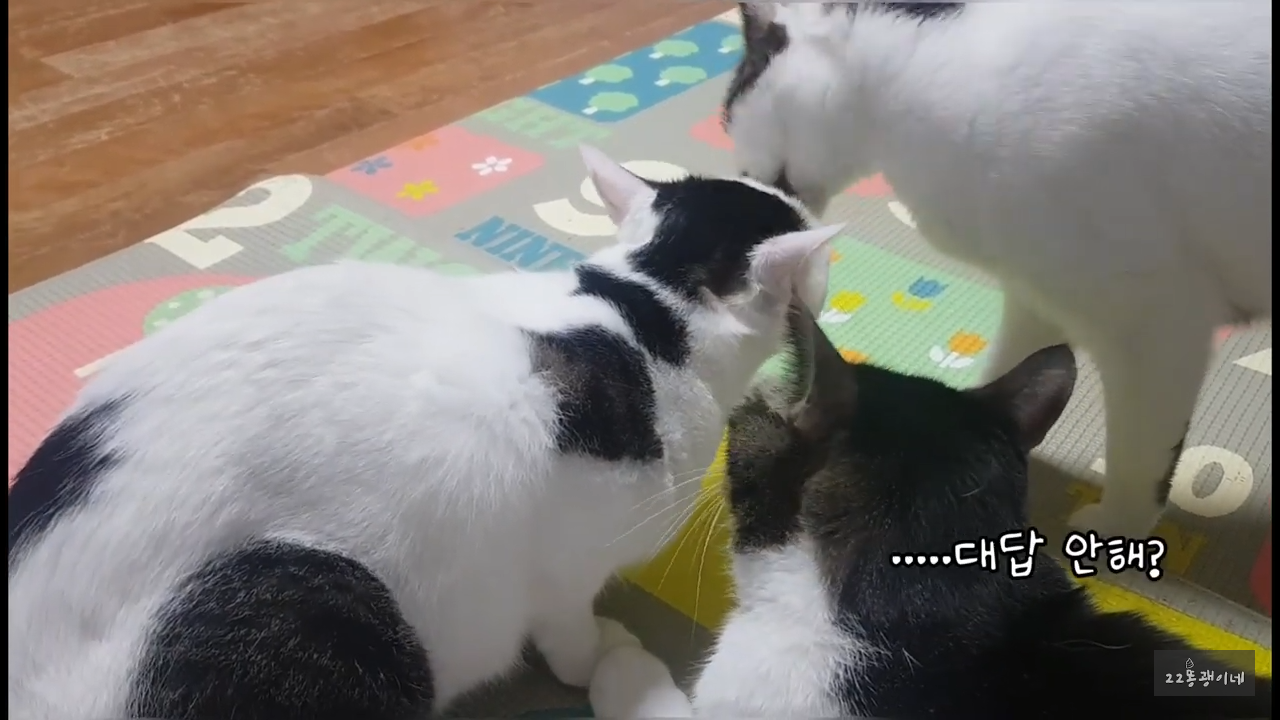 내가 때리는건 괜찮아도 남이 때리는건 안괜찮은 현실남매 고양이 | 인스티즈