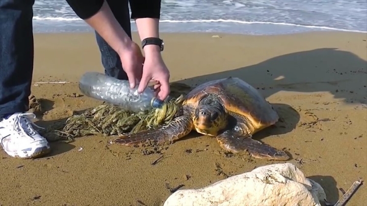 플라스틱 쓰레기로 신음하는 동물들 | 인스티즈