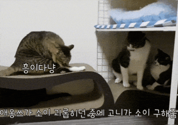 쪼꼬미 소이가 다른 고양이를 때리는 이유 | 인스티즈