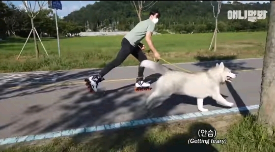 처음 보는 갱얼쥐 산책법 | 인스티즈