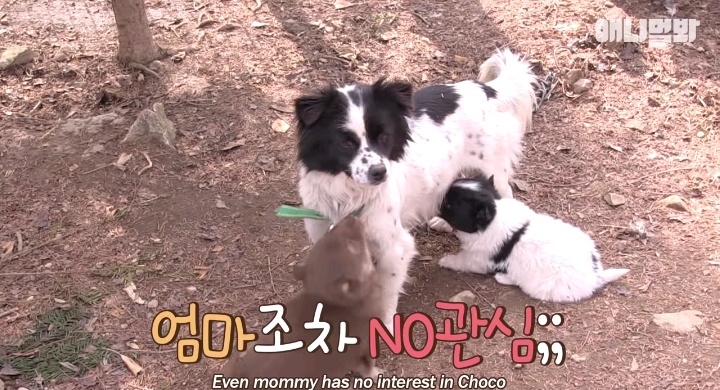 나만 점박이 없어...ㅠ 다른 형아들 다 점박이 있고 나만 없어....ㅜㅜ | 인스티즈