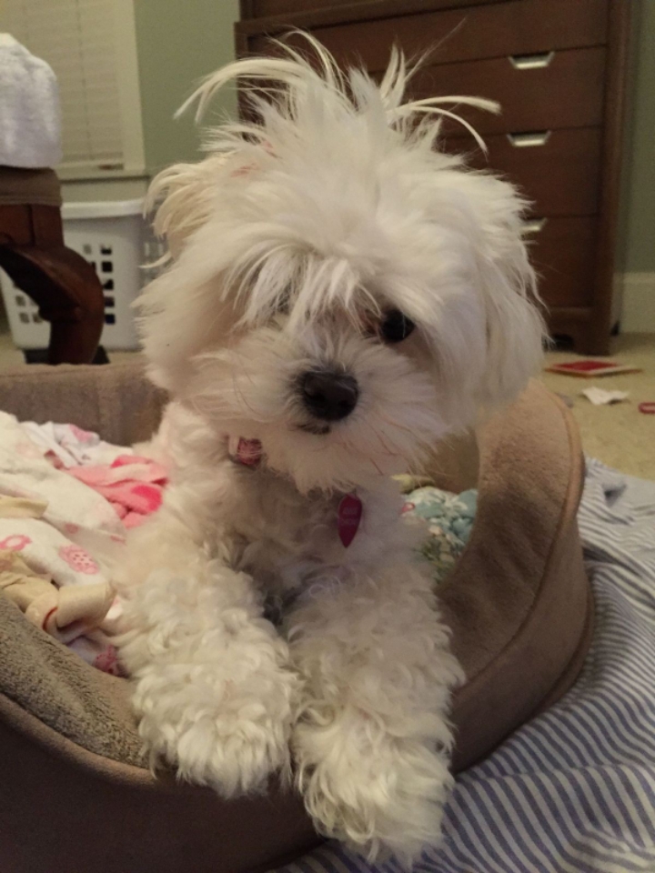 꼬말사모(꼬질꼬질 말티즈를 사랑하는 사람들의 모임) 모여라! | 인스티즈