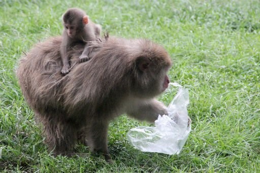 플라스틱 쓰레기로 신음하는 동물들 | 인스티즈
