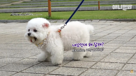 돌멩이를 물고 다니는 강아지 ㅋㅋㅋㅋ(귀여움주의) | 인스티즈