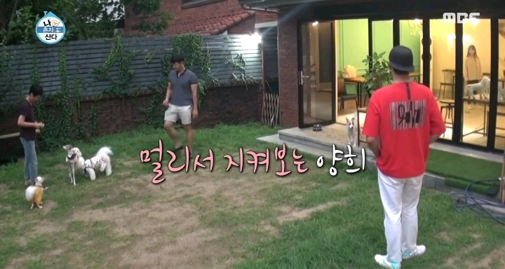 배우 성훈이 입양한 유기견 양희가 가지고 있던 트라우마 | 인스티즈