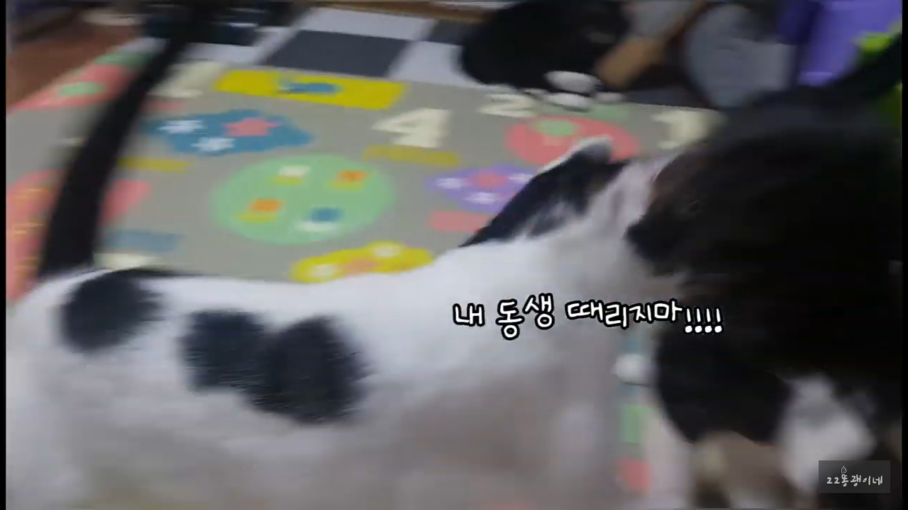 내가 때리는건 괜찮아도 남이 때리는건 안괜찮은 현실남매 고양이 | 인스티즈