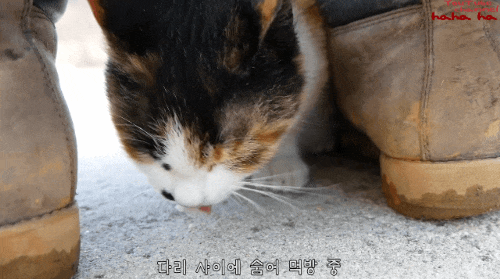 알고보면 노력파인 haha ha 삼색이... | 인스티즈