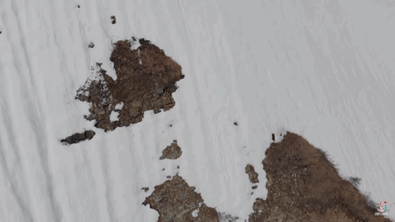 어미곰 뒤따라가는 새끼곰(feat. 또르르르르르르).gif | 인스티즈