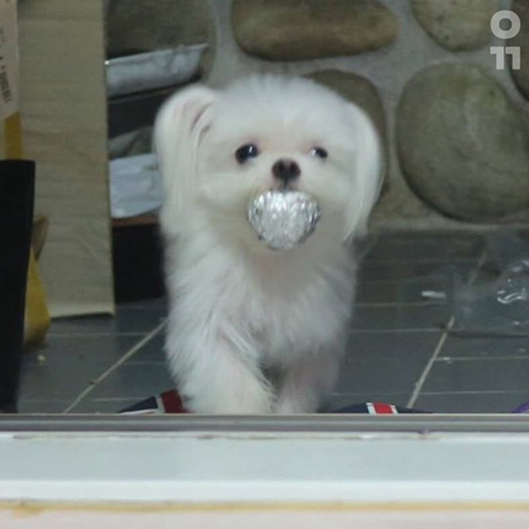 김밥 호일 뭉쳐놨더니 훔쳐가는 댕댕이.jpg | 인스티즈