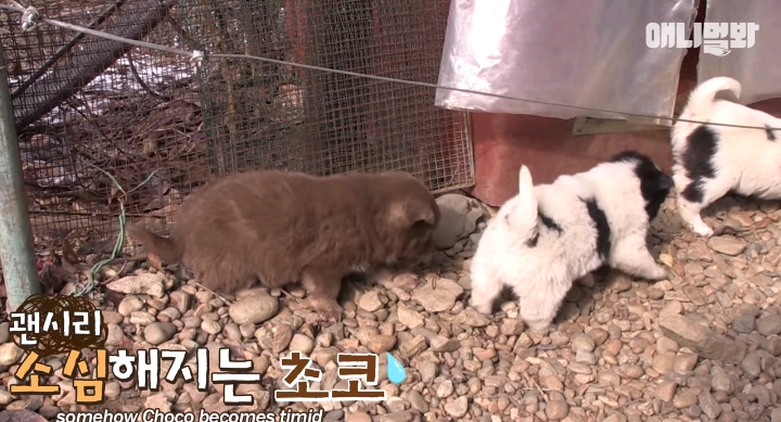 나만 점박이 없어...ㅠ 다른 형아들 다 점박이 있고 나만 없어....ㅜㅜ | 인스티즈