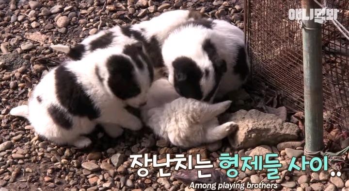 나만 점박이 없어...ㅠ 다른 형아들 다 점박이 있고 나만 없어....ㅜㅜ | 인스티즈