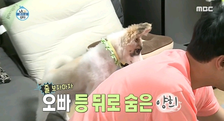 배우 성훈이 입양한 유기견 양희가 가지고 있던 트라우마 | 인스티즈