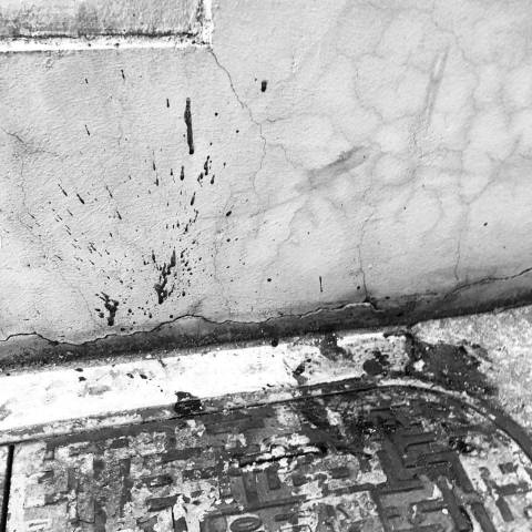 강아지 머리 밟아서 죽인 사람이 실형이 안된대 청원 부탁해(혐오주의) | 인스티즈