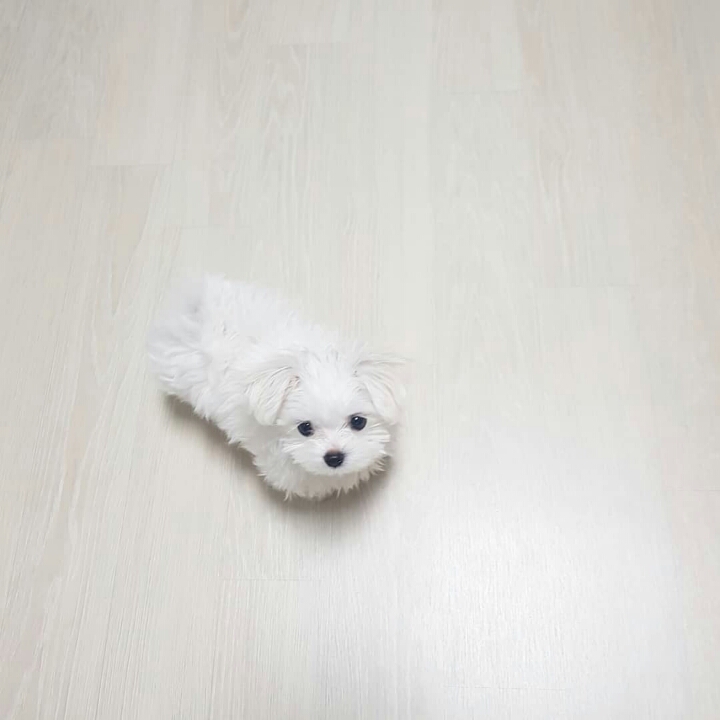 세븐틴 승관 반려견 부끄 근황.jpg | 인스티즈