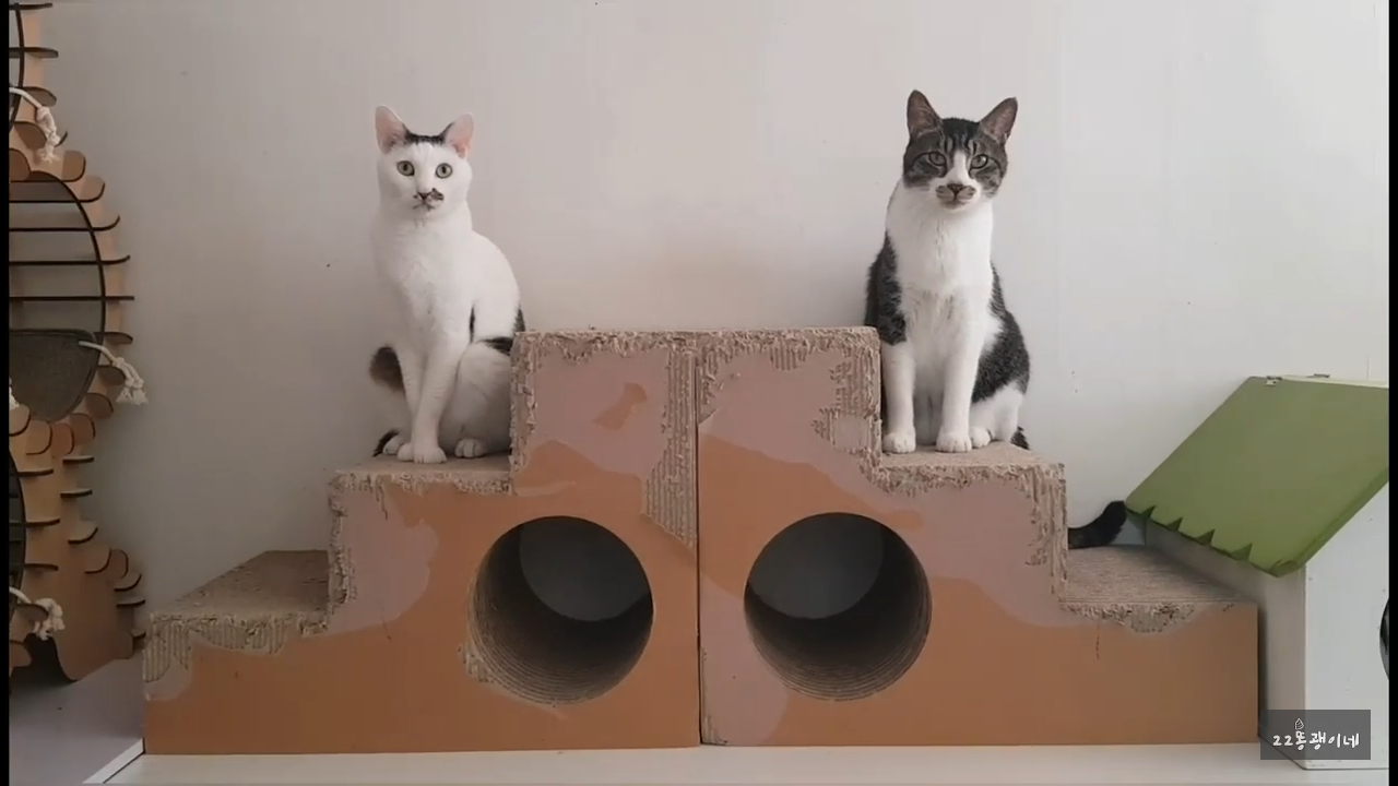 내가 때리는건 괜찮아도 남이 때리는건 안괜찮은 현실남매 고양이 | 인스티즈