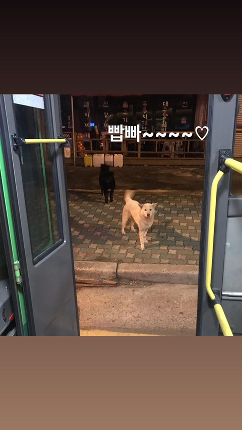 알바하다가 댕댕이들이랑 짱친 먹었던 적 있는데 | 인스티즈