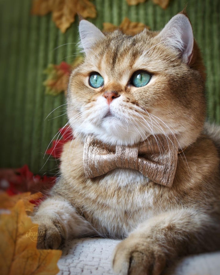 나는 진지하게 사람이 더 좋다 vs 고양이가 더 좋다 | 인스티즈