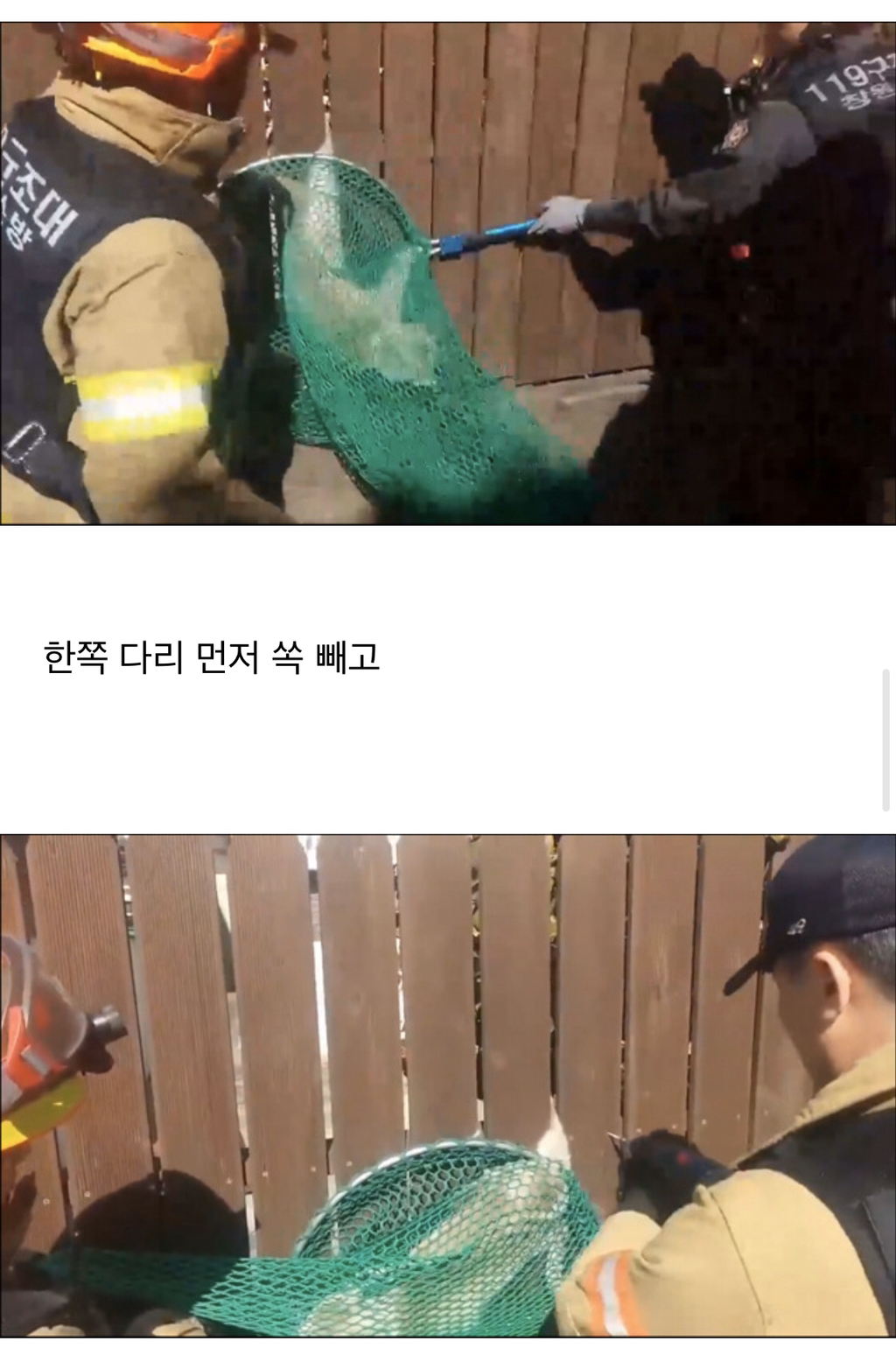 나무 울타리에 낀 냥이 | 인스티즈