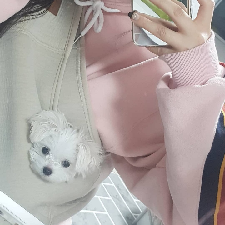 세븐틴 승관 반려견 부끄 근황.jpg | 인스티즈