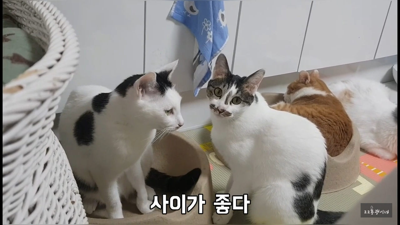 내가 때리는건 괜찮아도 남이 때리는건 안괜찮은 현실남매 고양이 | 인스티즈