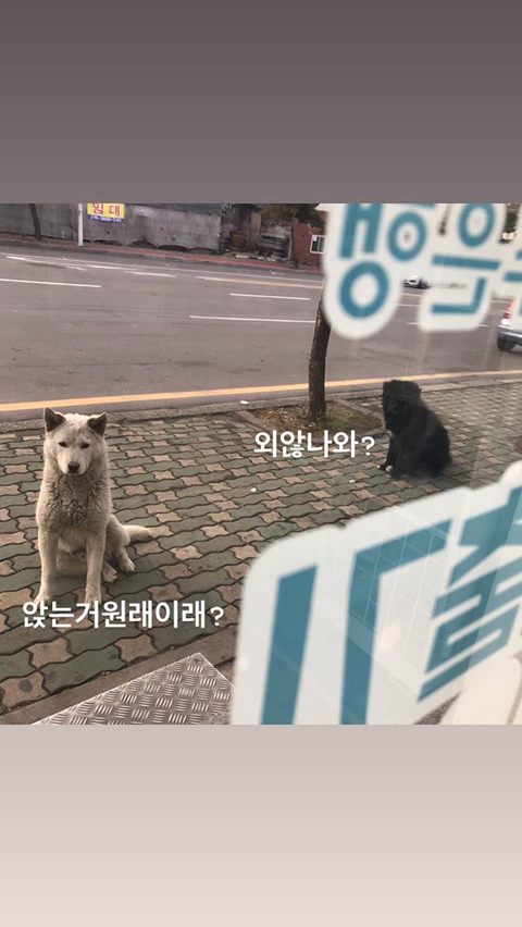알바하다가 댕댕이들이랑 짱친 먹었던 적 있는데 | 인스티즈