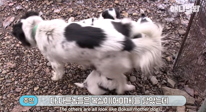 나만 점박이 없어...ㅠ 다른 형아들 다 점박이 있고 나만 없어....ㅜㅜ | 인스티즈