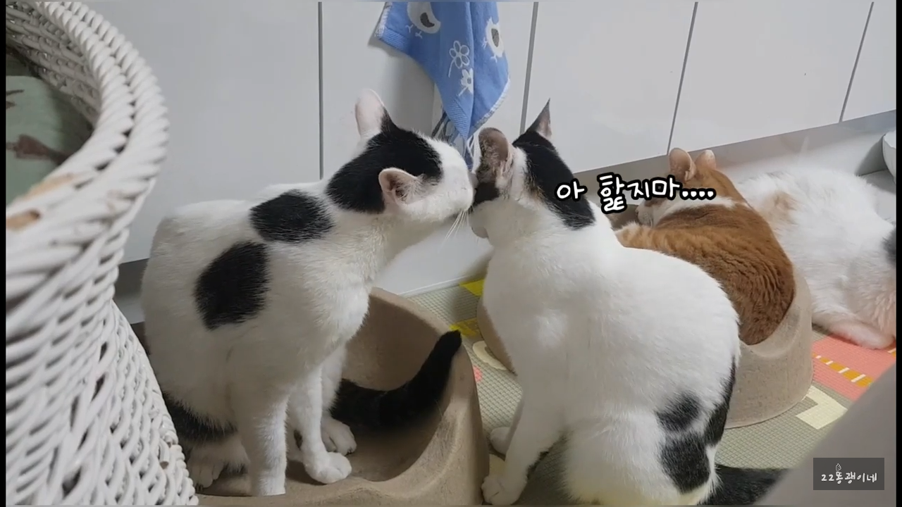 내가 때리는건 괜찮아도 남이 때리는건 안괜찮은 현실남매 고양이 | 인스티즈