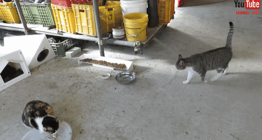 눈물 없인 볼 수 없는 ha삼색 쭈구리 시절...gif | 인스티즈