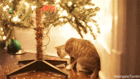 크리스마스트리와 고양이.GIF | 인스티즈