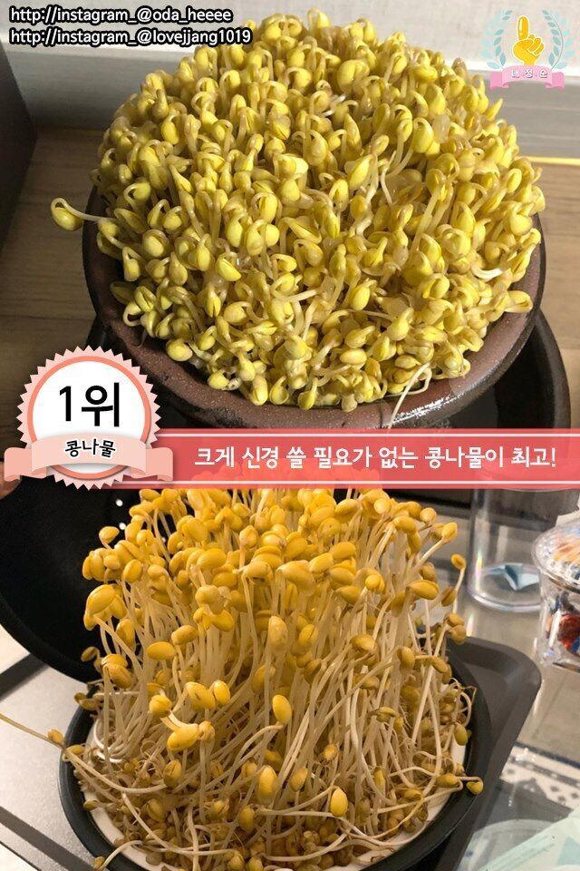 집에서 키우기 쉬운 채소 jpg | 인스티즈