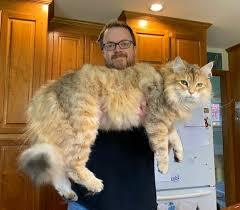 온몸이 근육질이라는 러시아 토종고양이.jpg | 인스티즈