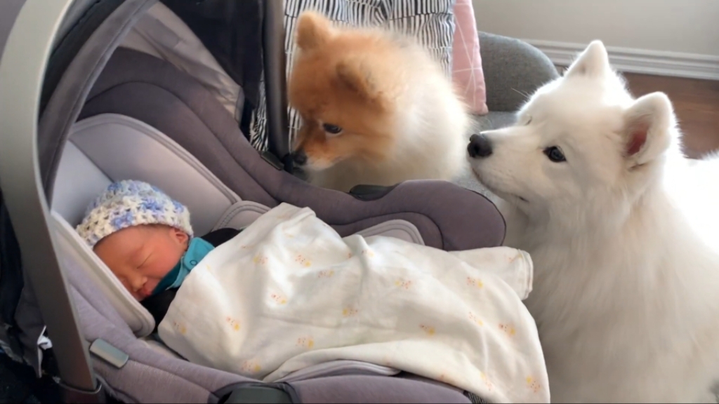 강아지들이 갓난아이를 보는 표정 | 인스티즈