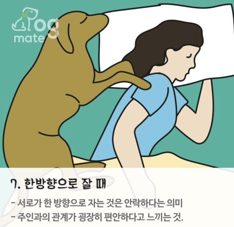 자는 자세로 보는 나와 강아지의 관계 | 인스티즈
