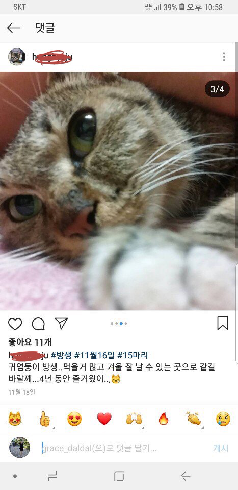 한 겨울에 키우던 고양이들을 방생해줬다는 사람 | 인스티즈