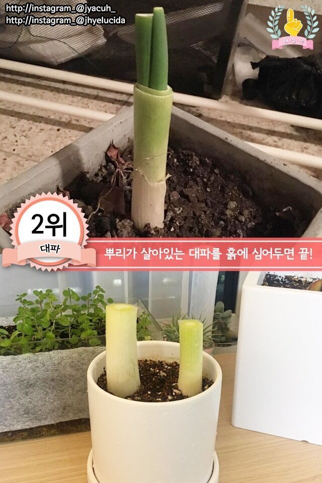 집에서 키우기 쉬운 채소 jpg | 인스티즈