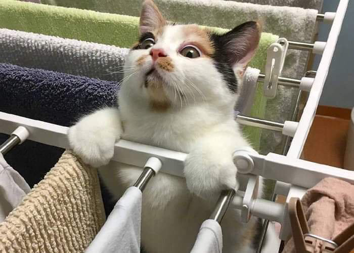 자기가 빠져놓고 집사에게 도움의 눈빛 | 인스티즈