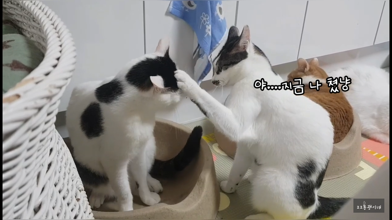 내가 때리는건 괜찮아도 남이 때리는건 안괜찮은 현실남매 고양이 | 인스티즈