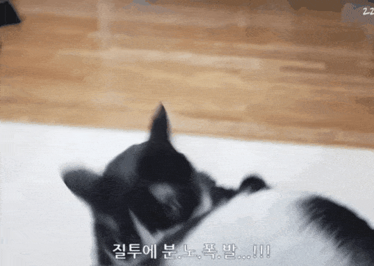 쪼꼬미 소이가 다른 고양이를 때리는 이유 | 인스티즈