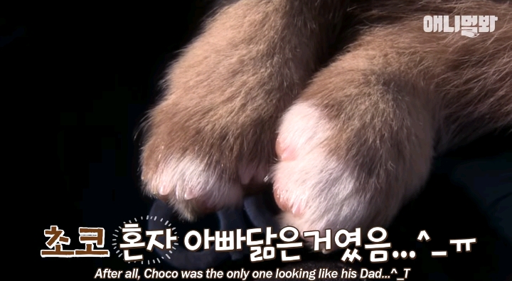 나만 점박이 없어...ㅠ 다른 형아들 다 점박이 있고 나만 없어....ㅜㅜ | 인스티즈