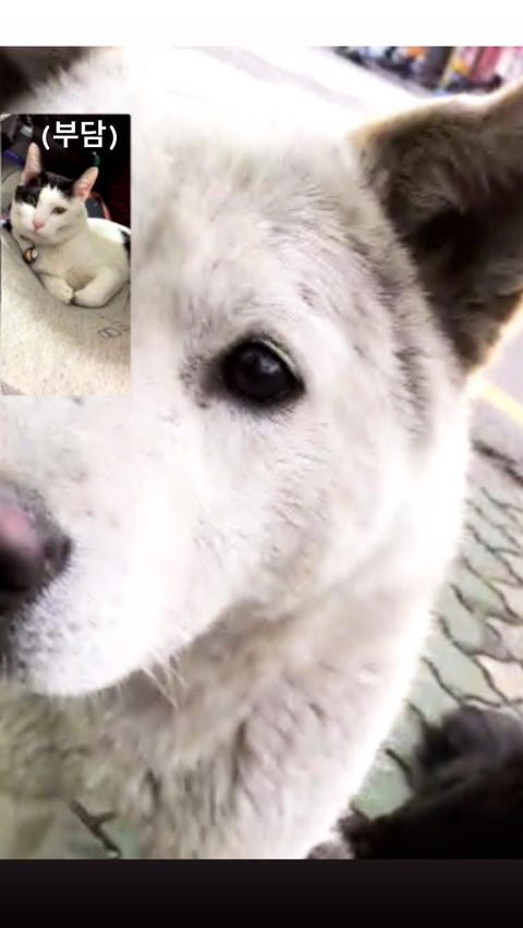 알바하다가 댕댕이들이랑 짱친 먹었던 적 있는데 | 인스티즈