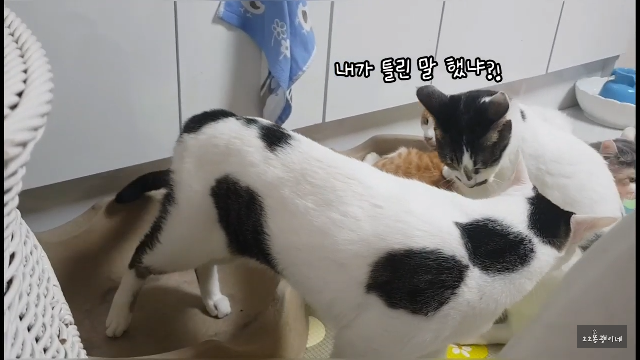 내가 때리는건 괜찮아도 남이 때리는건 안괜찮은 현실남매 고양이 | 인스티즈