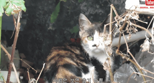 눈물 없인 볼 수 없는 ha삼색 쭈구리 시절...gif | 인스티즈