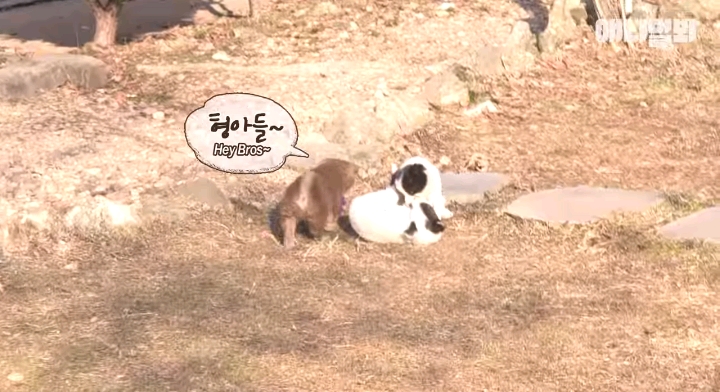 나만 점박이 없어...ㅠ 다른 형아들 다 점박이 있고 나만 없어....ㅜㅜ | 인스티즈