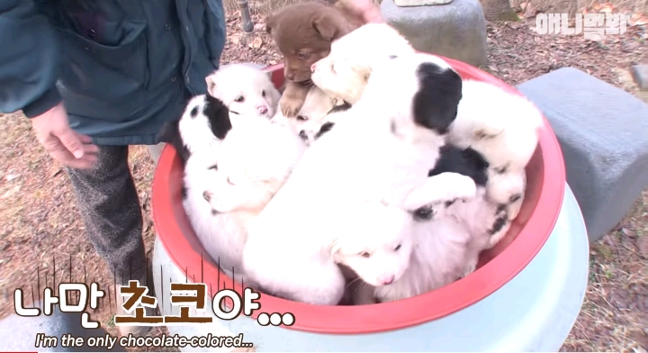 나만 점박이 없어...ㅠ 다른 형아들 다 점박이 있고 나만 없어....ㅜㅜ | 인스티즈