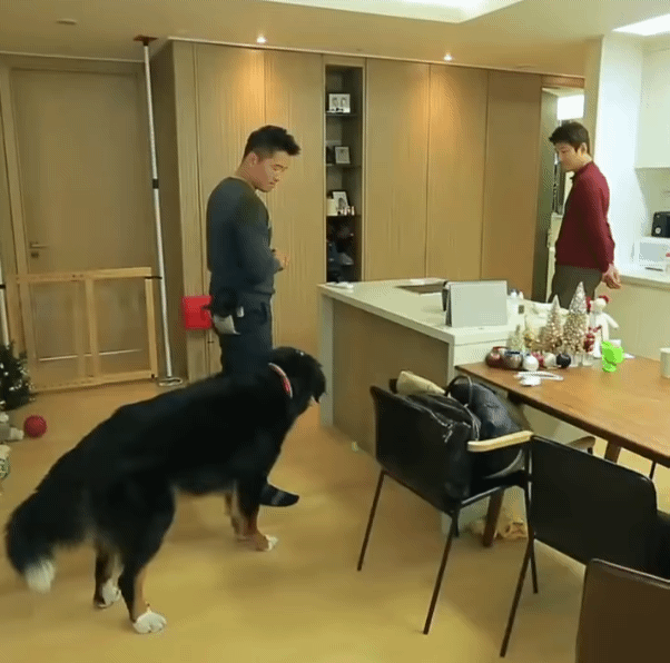 개가 자신을 물려고 하는것을 알아 챈 강형욱 | 인스티즈