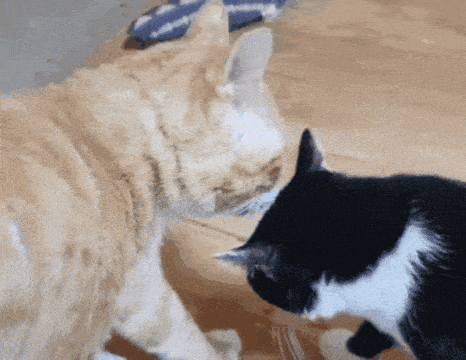 쪼꼬미 소이가 다른 고양이를 때리는 이유 | 인스티즈