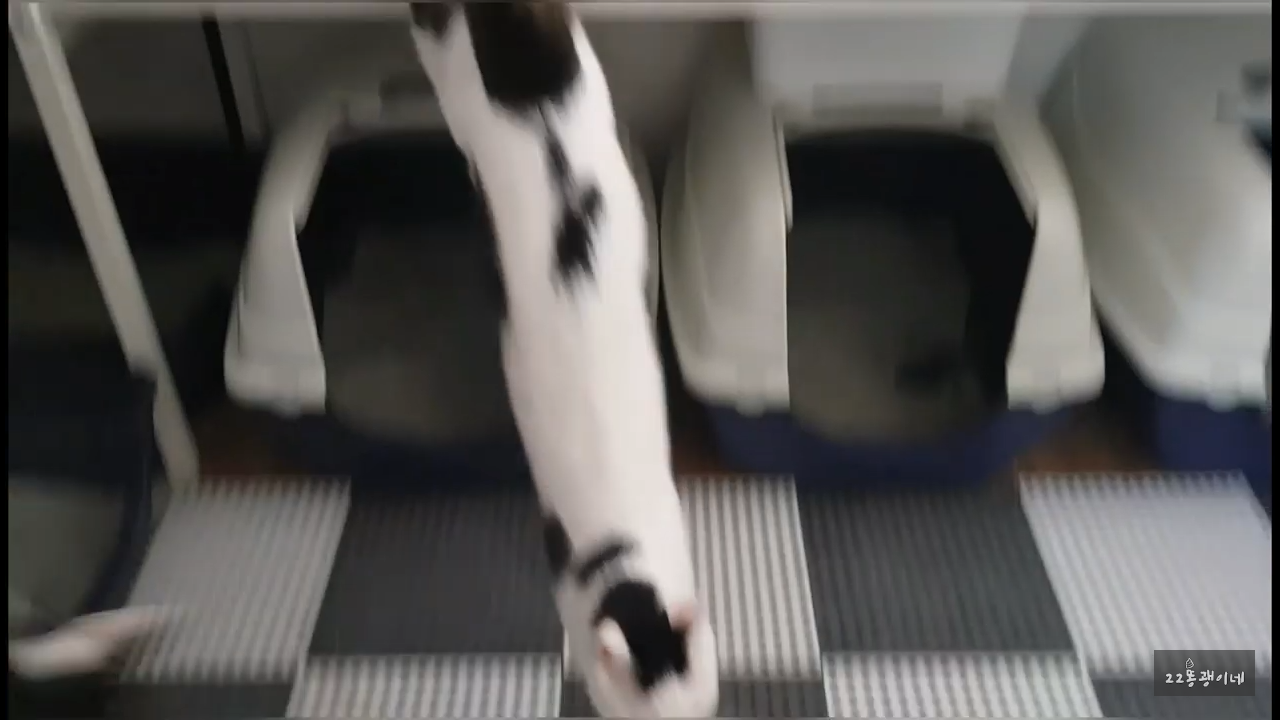 내가 때리는건 괜찮아도 남이 때리는건 안괜찮은 현실남매 고양이 | 인스티즈