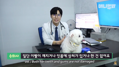 돌멩이를 물고 다니는 강아지 ㅋㅋㅋㅋ(귀여움주의) | 인스티즈