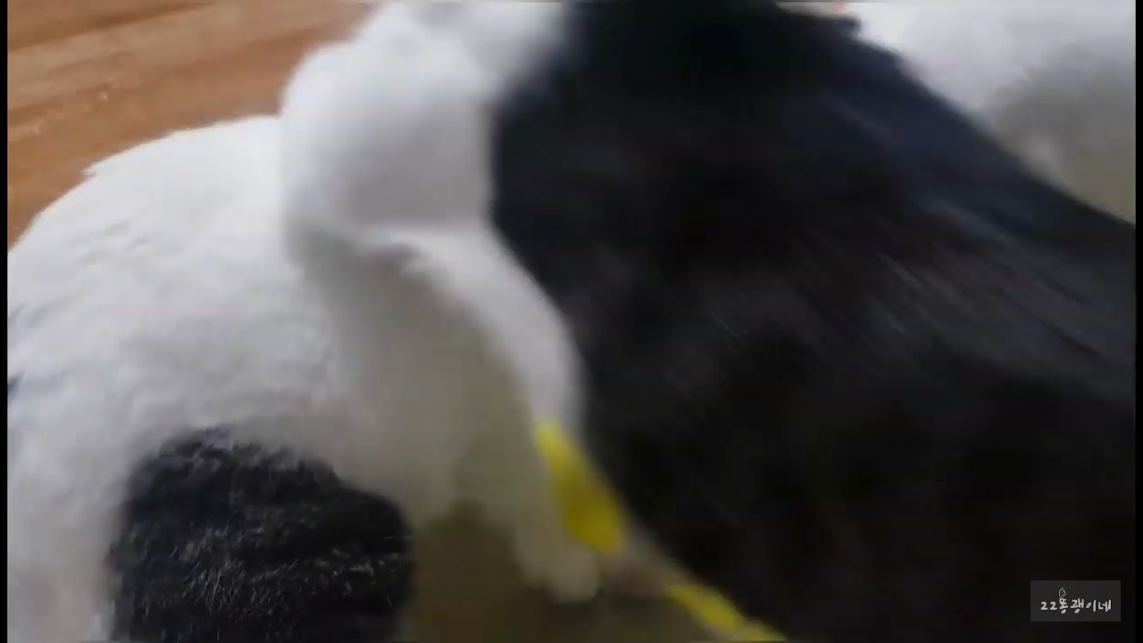 내가 때리는건 괜찮아도 남이 때리는건 안괜찮은 현실남매 고양이 | 인스티즈