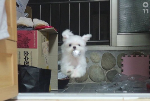 김밥 호일 뭉쳐놨더니 훔쳐가는 댕댕이.jpg | 인스티즈